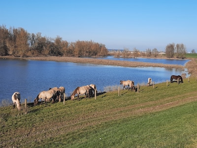 KLeiGoed Maas & Waal houdt struinwandeling door uiterwaarden bij Druten