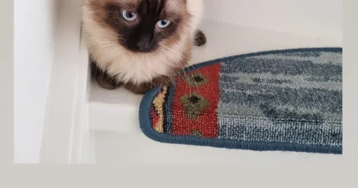 Heb jij Famke, Lena of Nugget gezien? Deze negen huisdieren worden in Leeuwarden vermist