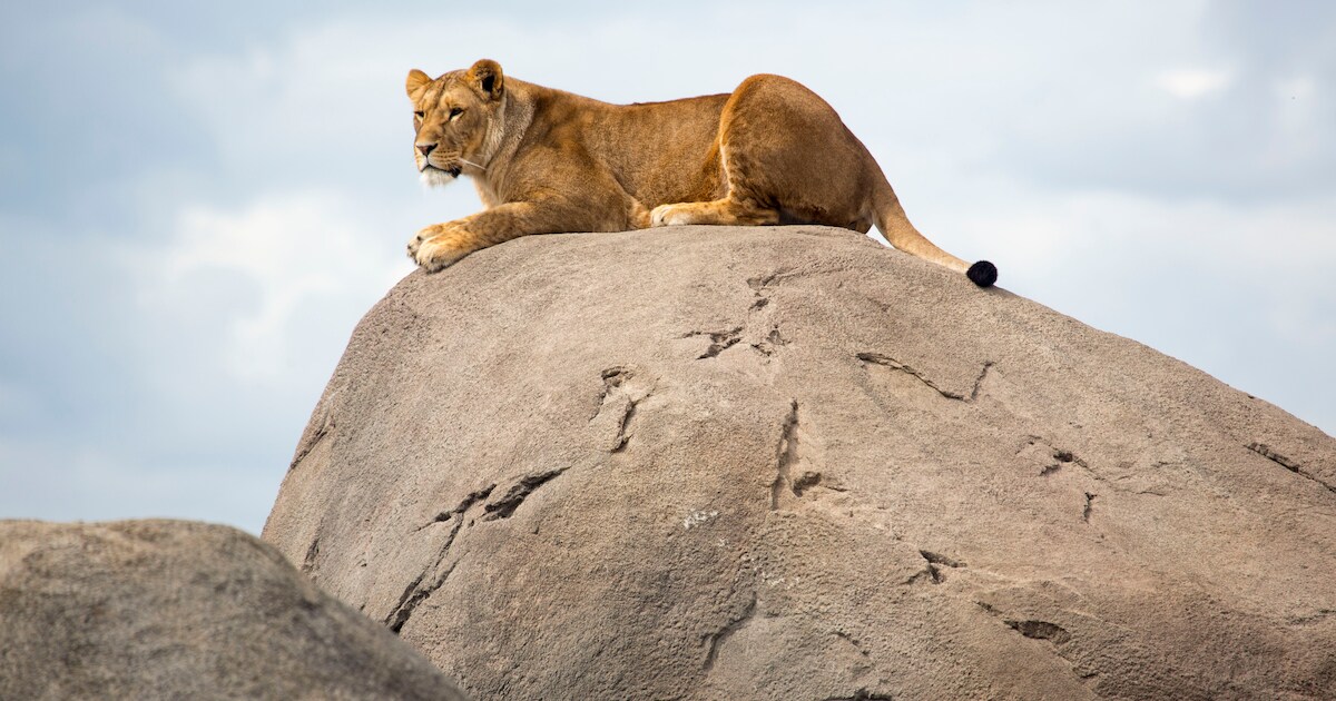 Upgrade voor leeuwenverblijf in Wildlands Emmen