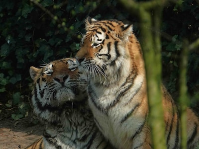 Tijgers Anya en Krai maken succesvol kennis in DierenPark Amersfoort: ‘Eerste dekkingen hebben plaat