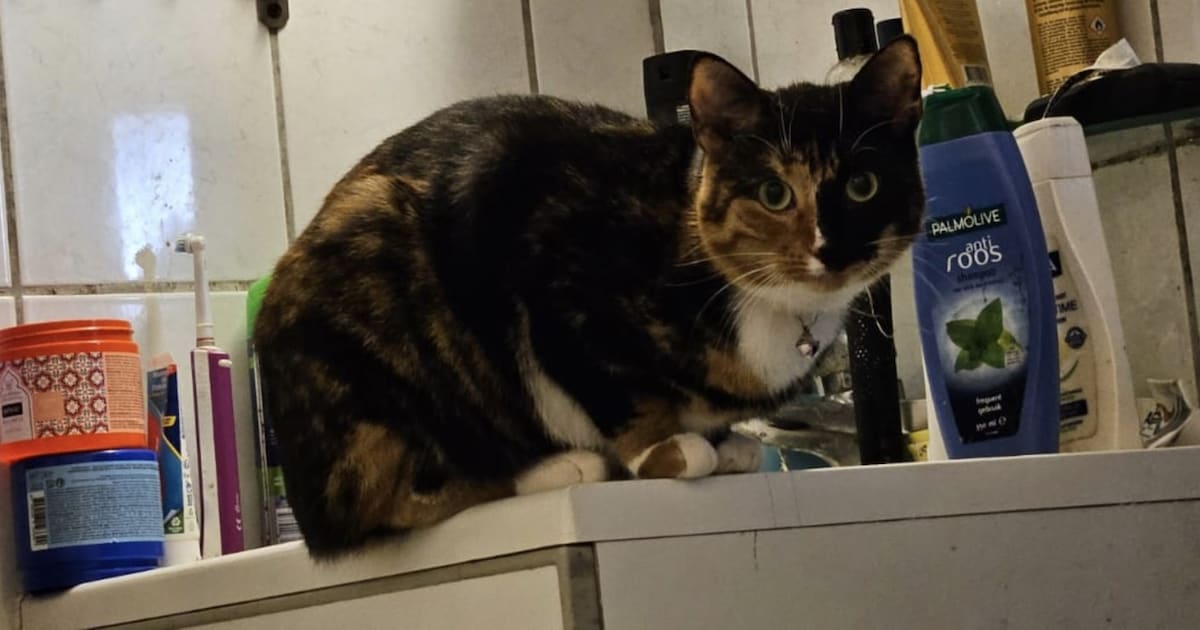 Heb jij Daisy gezien? Dit huisdier wordt in Drimmelen vermist
