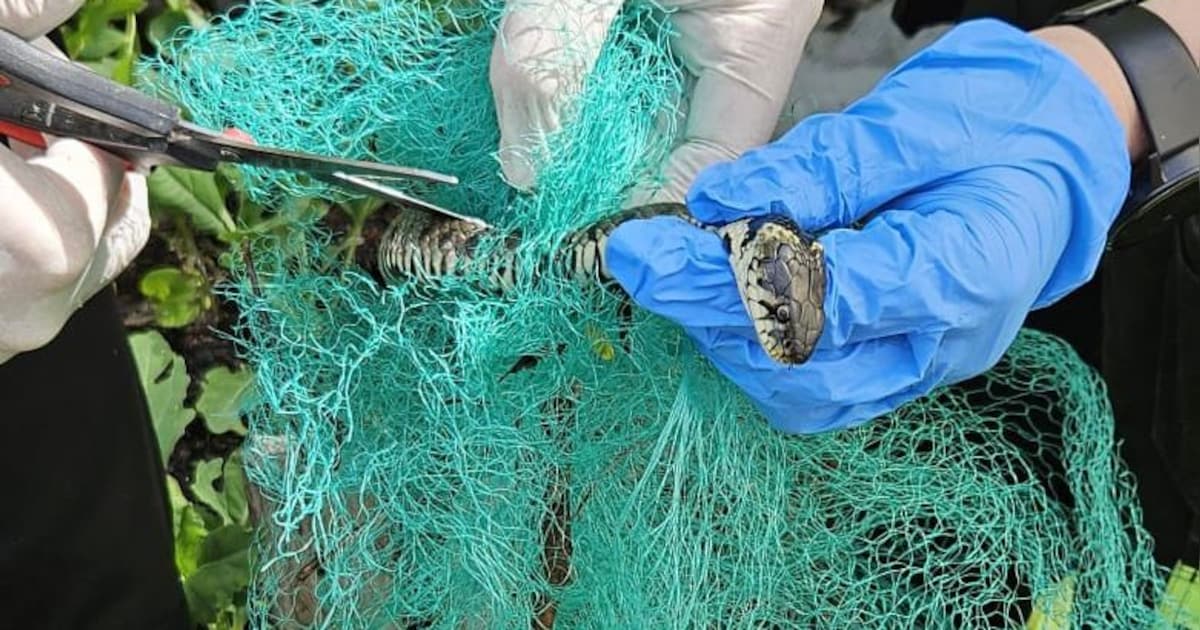 Ringslang bevrijd uit net in Jubbega