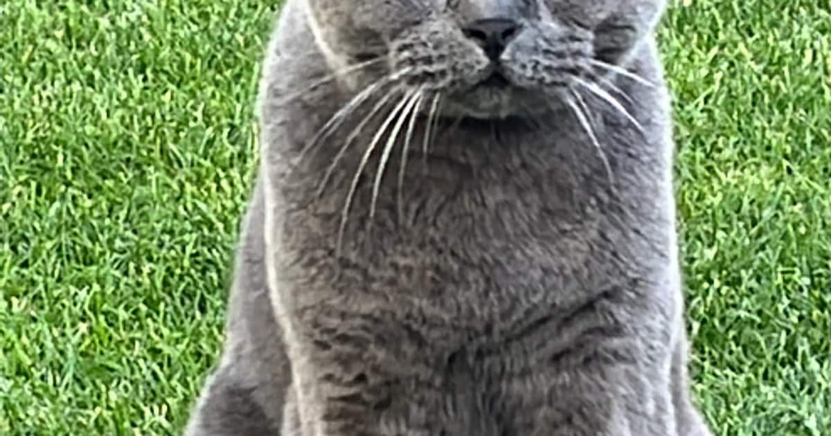 Heb jij Pim, Ventie of Henkie gezien? Deze vijf huisdieren worden in Assen vermist