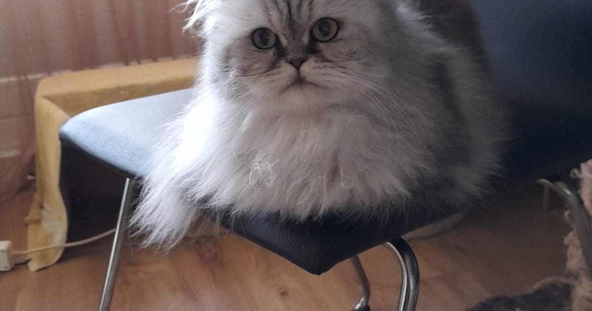 Heb jij Jill gezien? Dit huisdier wordt in Lansingerland vermist