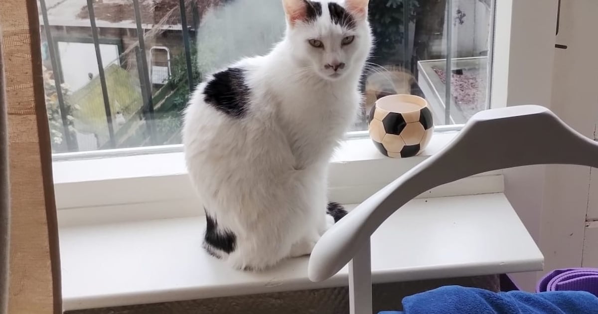 Heb jij Chef, Bobbi of Sisi gezien? Deze vier huisdieren worden in Schiedam vermist