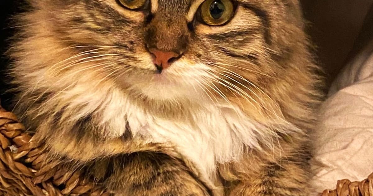 Heb jij Citir of Maan gezien? Deze twee huisdieren worden in Breda vermist