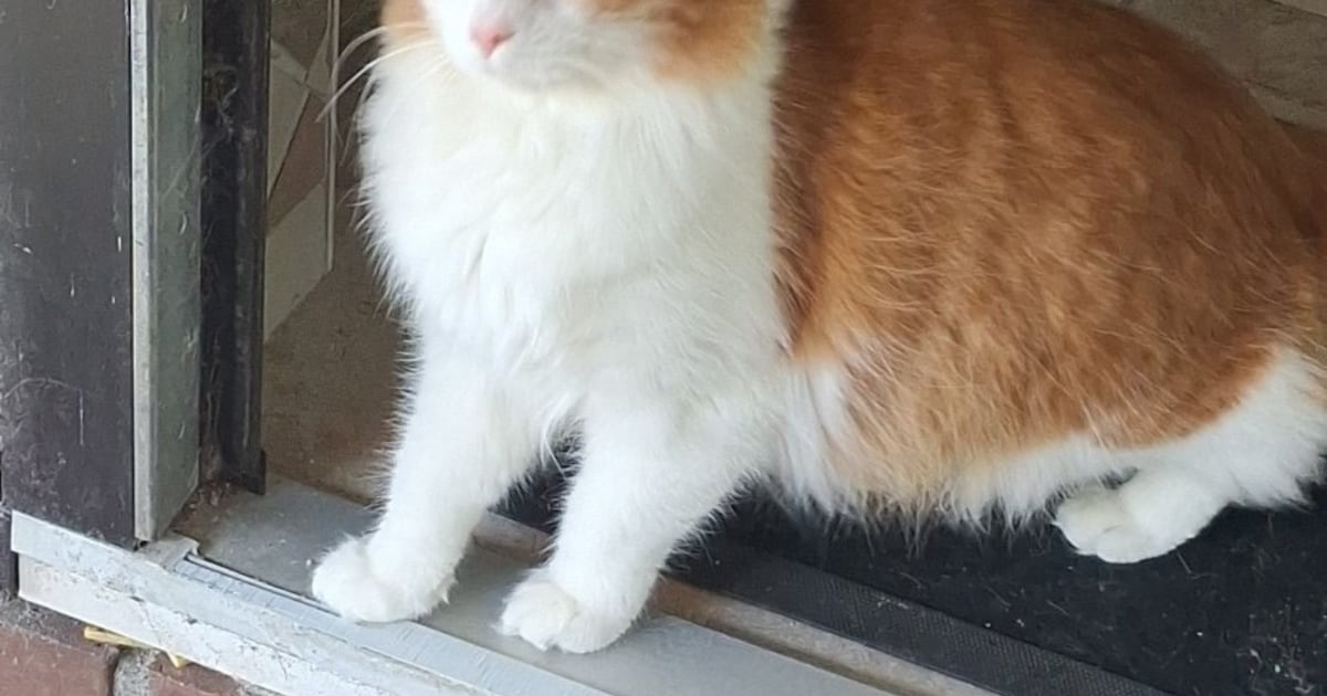 Heb jij Mies of Skip gezien? Deze twee huisdieren worden in Borger-Odoorn vermist