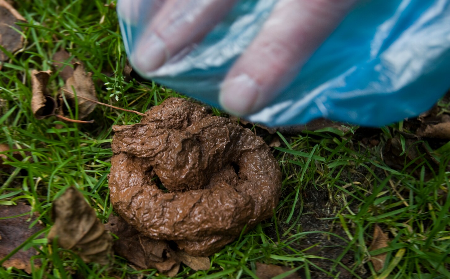 Hondenpoepzakjes Poepzakjes Houder | Eco