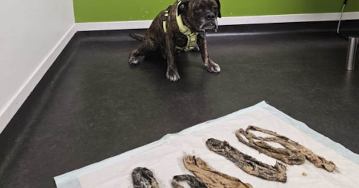 Hond braakt zes damesslips uit bij dierenarts: 'Ik denk dat ze er spijt van heeft en het niet meer z