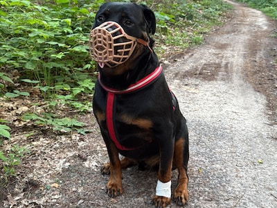Rottweiler Diego bijt twee buren, baasje reageert voor het eerst: ‘Het is echt pijnlijk om te zien’