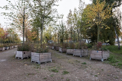 Alle 750 bomen van het festival Op de Ring hebben een vaste plek gekregen in Amsterdam