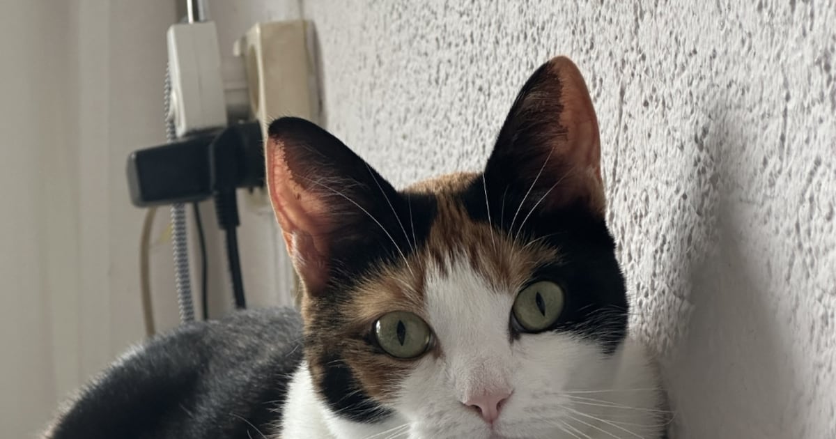 Heb jij Kaya, Ninja of Luna gezien? Deze drie huisdieren worden in Westerkwartier vermist