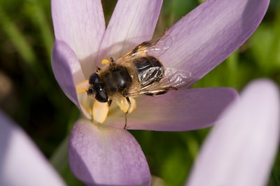 Ontdek de wereld van wilde bijen op de Veluwezoom
