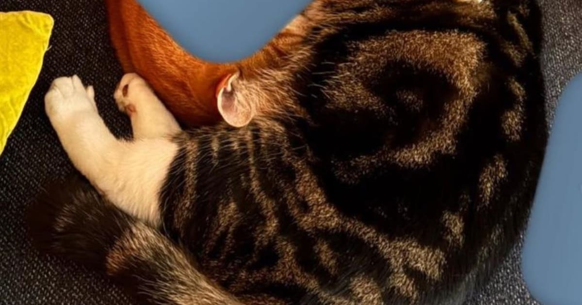 Heb jij Poes, Lola of Eefje gezien? Deze 52 huisdieren worden in Amsterdam vermist