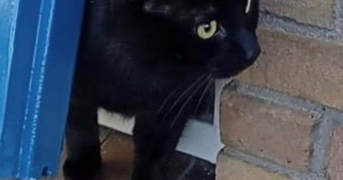 Heb jij Boefje of Juice gezien? Deze twee huisdieren worden in Aa en Hunze vermist