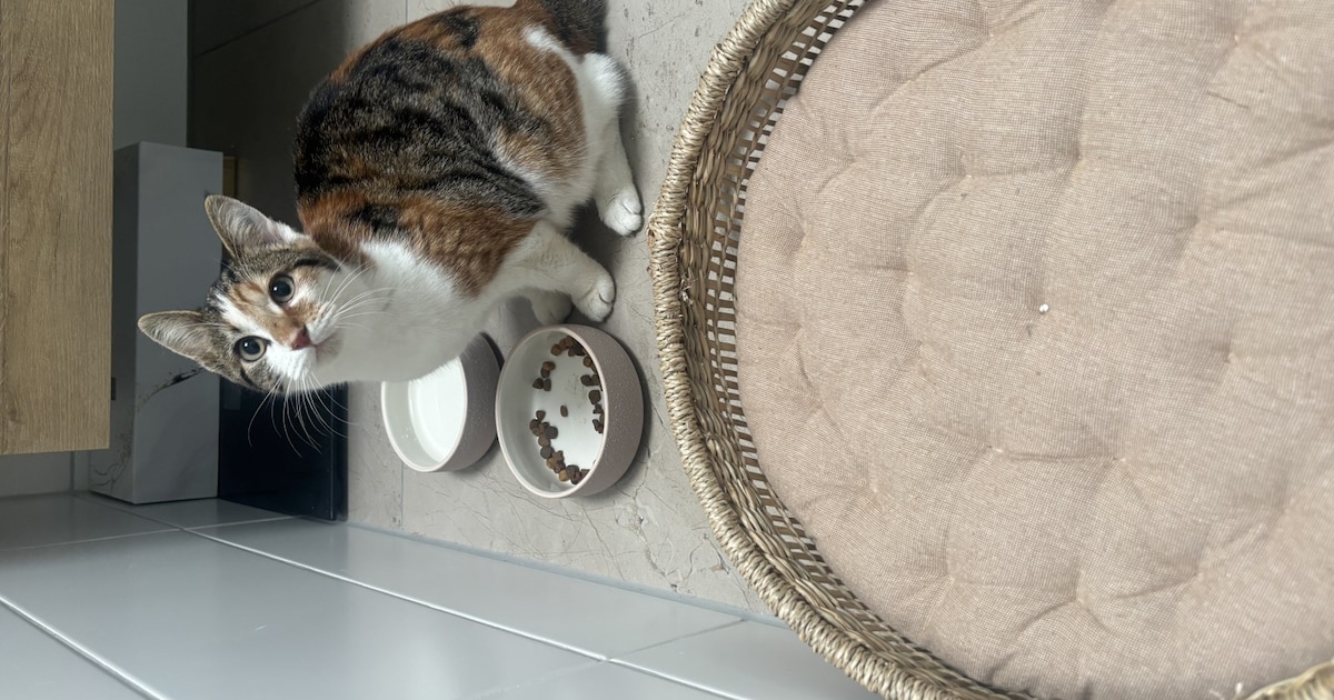 Heb jij Snoet of Milly gezien? Deze twee huisdieren worden in Baarn vermist