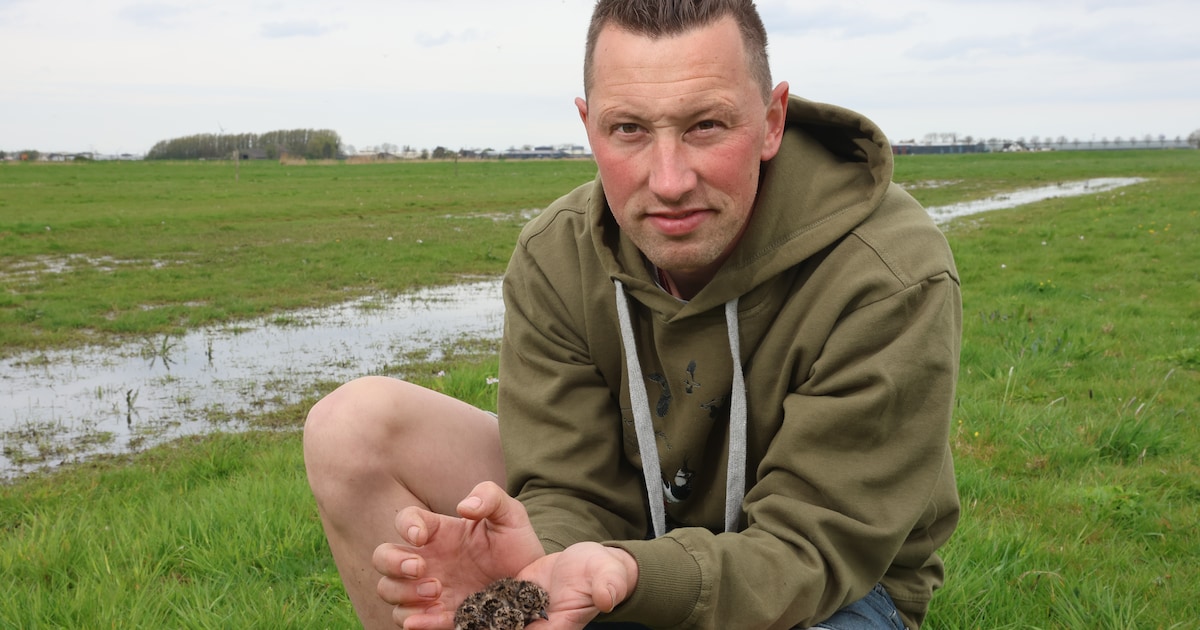 Vossen doden wringt, maar zonder beheer zijn weidevogels kansloos