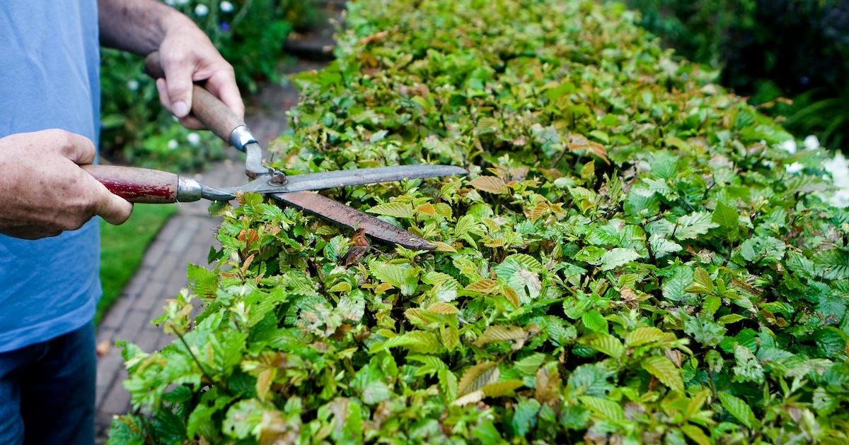 Lente begonnen: Leiderdorp gestart met groenonderhoud