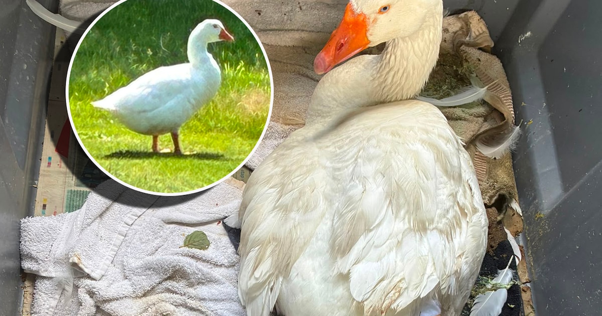 Golfbaan in Eemnes in de ban van gans Jansen, die na pijnlijke treffer geliefde ‘ziekenpatiënt’ werd