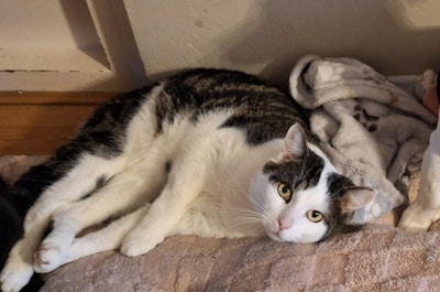 Heb jij Maatje gezien? Dit huisdier wordt in Veenendaal vermist