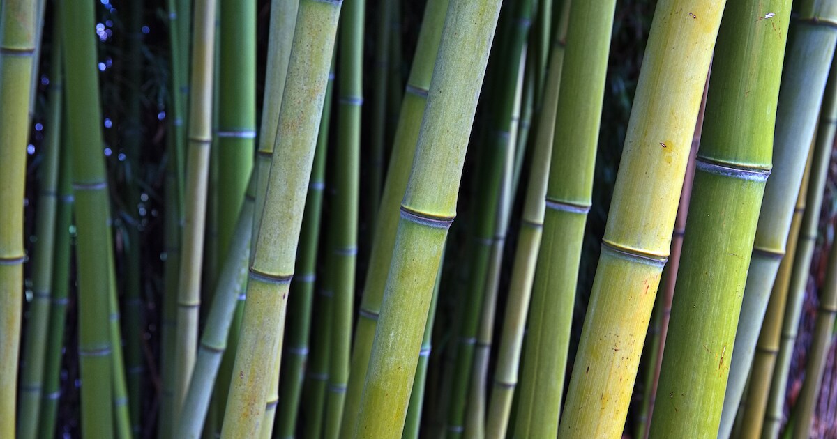 Wereld Bamboedag bij PERK Bamboe Tuin in Beesd