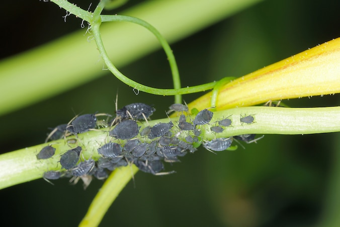gabriella plants Philodendron hederaceum 'Gabby' main image 0
