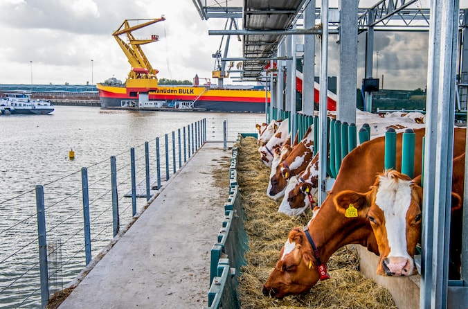 Drijvende boerderij Floating Farm staat te koop: 28 koeien moeten weg ...