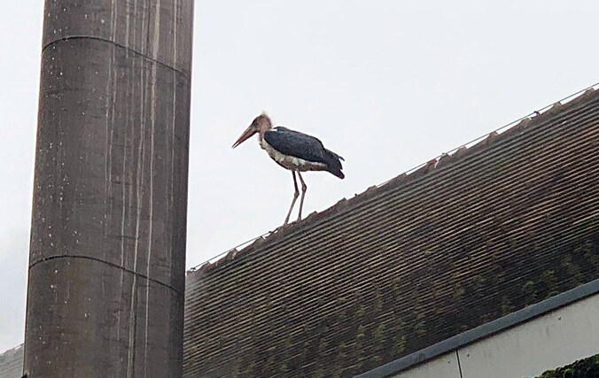 Maraboe ontsnapt in Blijdorp? Nee joh, hij ging gewoon even zijn ...