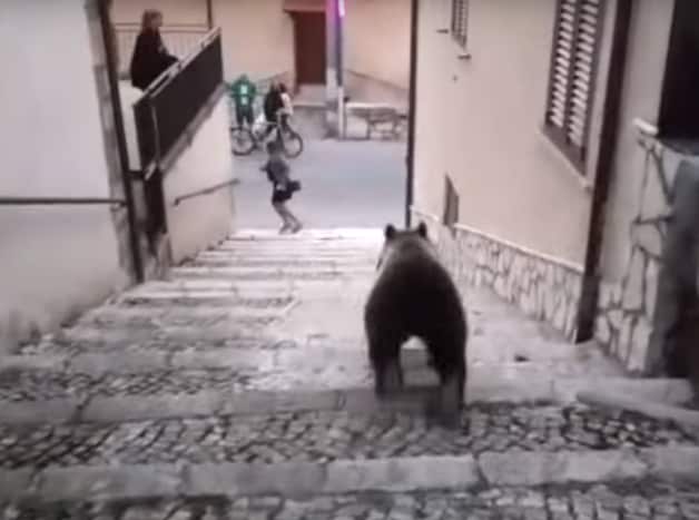 Unieke bruine beren uit Italiaans park ‘terroriseren’ omliggende dorpen ...