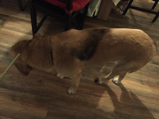Labrador Lex geschept en voor dood achtergelaten in Enschede | Regio ...