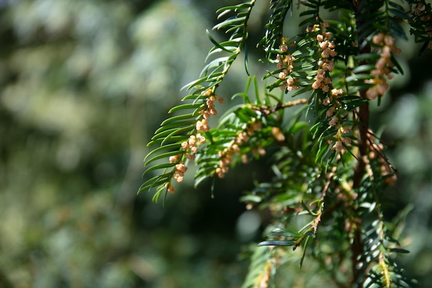 Pas op met deze veelvoorkomende giftige planten in je tuin: 'Prachtig, maar  hartstikke dodelijk' | Wonen | AD.nl