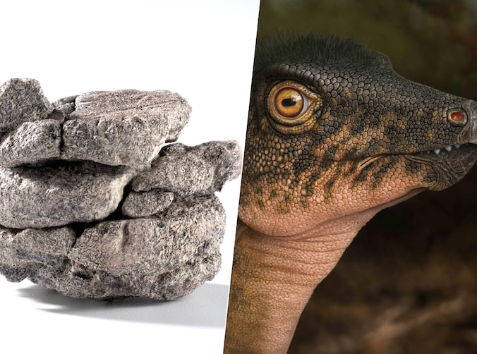 Museum met dinosaurusfossielen vindt dinosaurusfossiel onder eigen ...