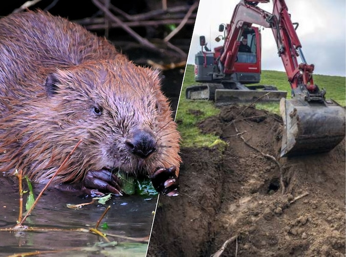 Waarom de bever zowel een zegen als een probleem is: dít verandert er ...