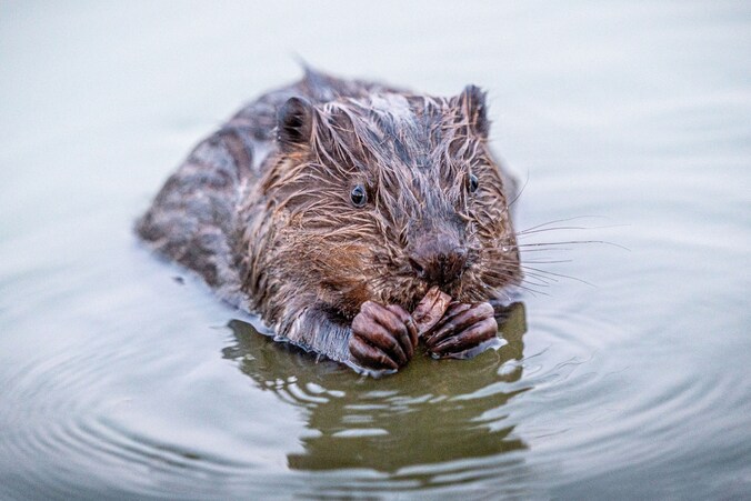 Zwemmende bever met tak in mond vastgelegd op camera in Gouda | Regio ...