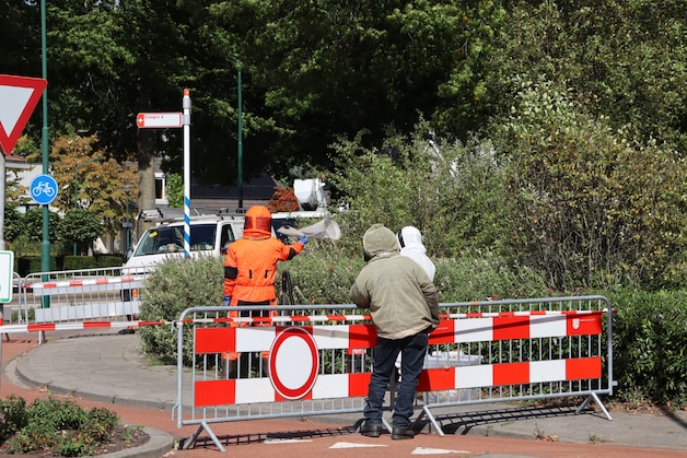 Groot nest Aziatische hoornaars verwijderd in Kaatsheuvel | Regio | AD.nl