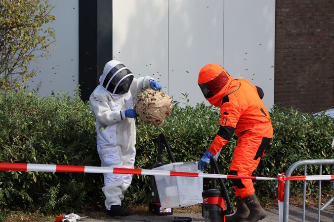 Groot nest Aziatische hoornaars verwijderd in Kaatsheuvel | Regio | AD.nl