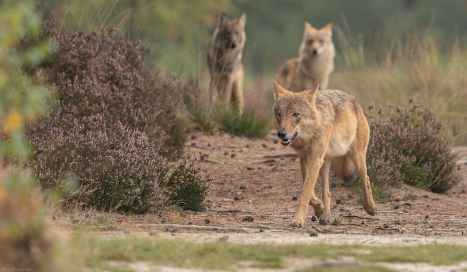 Dit was probleemwolf Bram: greep een kind, verloor zijn vrouwtje en ...