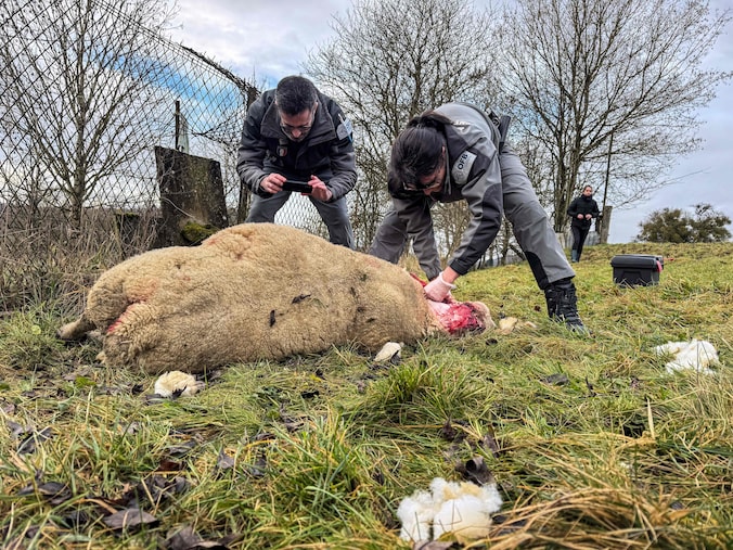 Frankrijk versoepelt regels voor afschieten van wolven | Nieuws | AD.nl