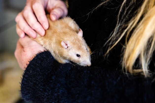 In Angela’s tuin staat een groot huis voor haar knaagdieren: ‘Ratjes ...