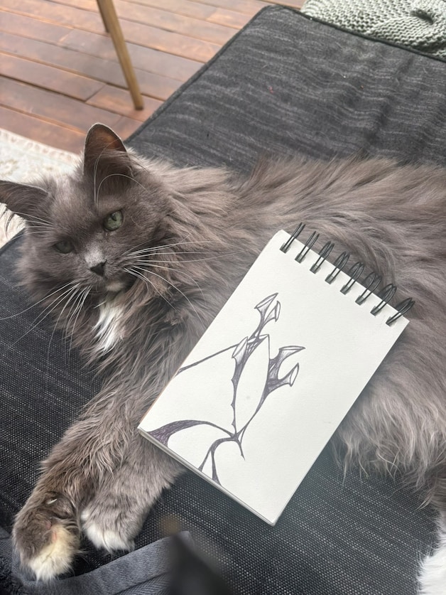 Heb jij Minous, Kitti of Citir gezien? Deze zes huisdieren worden in ...