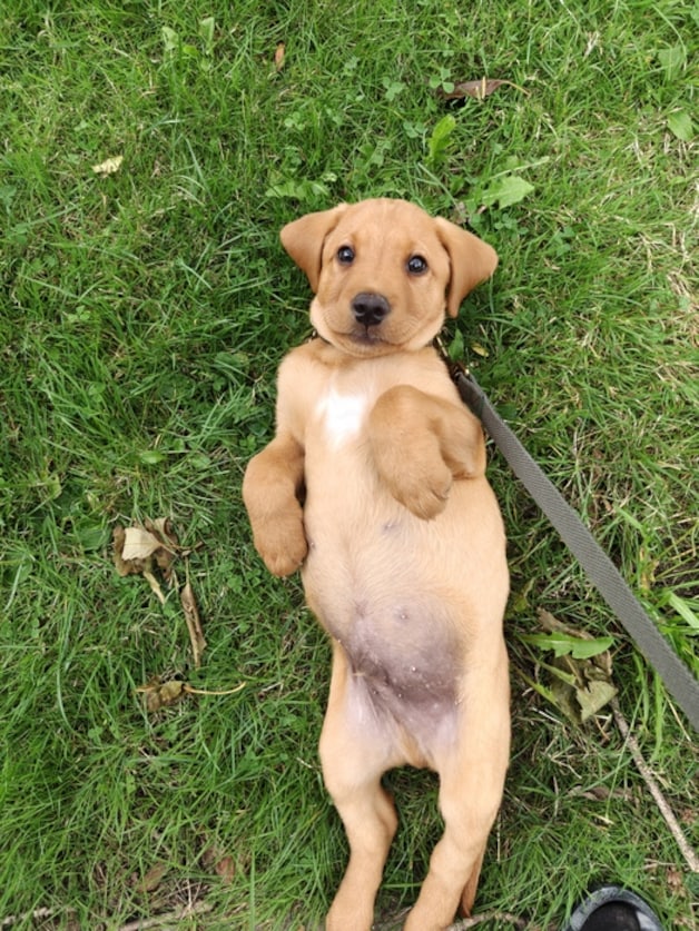 Puppy Milo verovert harten van lezers en wint Dierendagverkiezing: ‘Dit ...