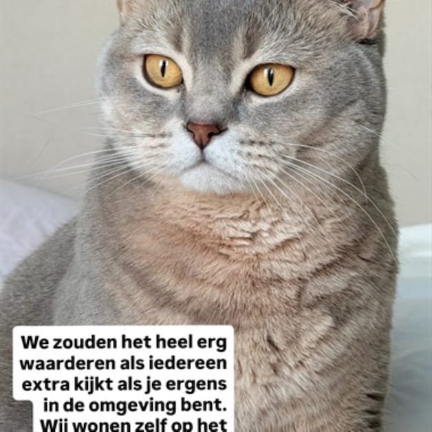 Heb jij Ibbel, Tiago of Pooka gezien? Deze drie huisdieren worden in ...