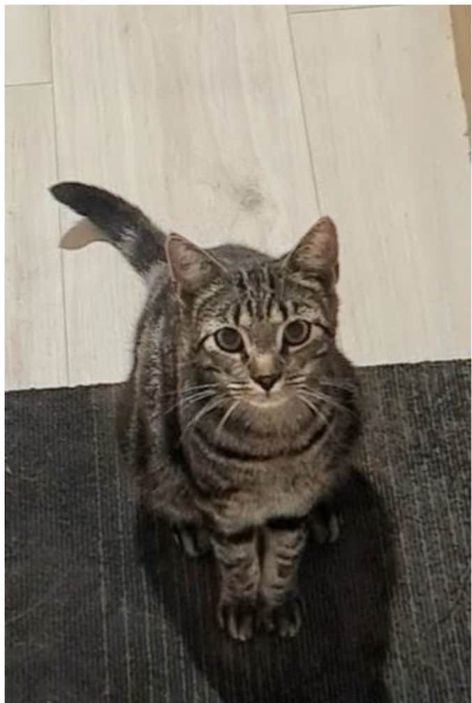 Heb jij Freddie gezien? Dit huisdier wordt in Ameland vermist | Regio ...