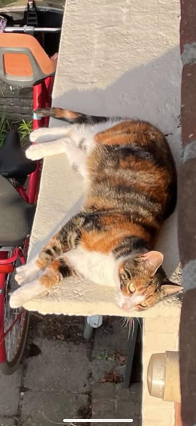 Heb jij Hitam, Siep of Klara gezien? Deze drie huisdieren worden in ...