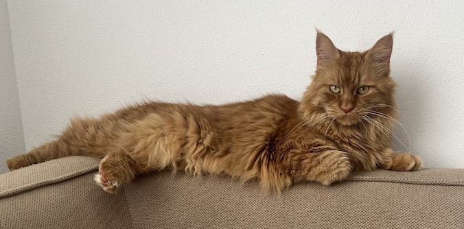 Heb jij Mieuw, Nala of Rudy gezien? Deze vier huisdieren worden in Den ...