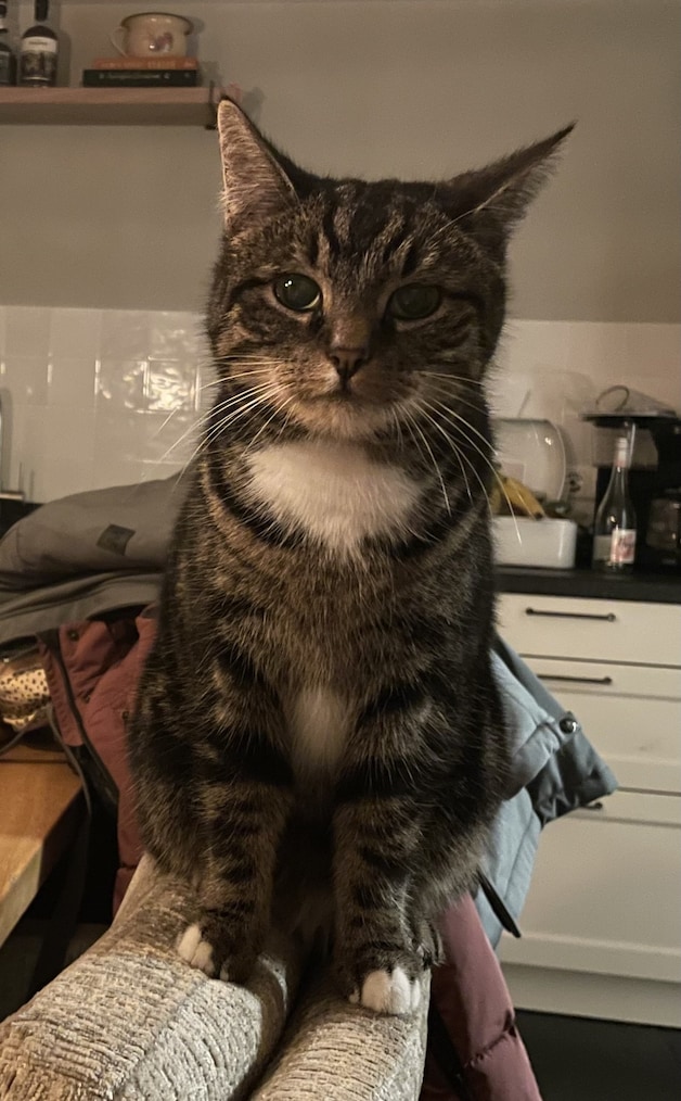 Heb jij Siep of Lola gezien? Deze twee huisdieren worden in Hollands ...