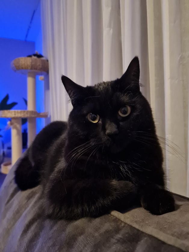 Heb jij Boas, Yuki of Jip gezien? Deze 5 huisdieren worden in Dordrecht ...