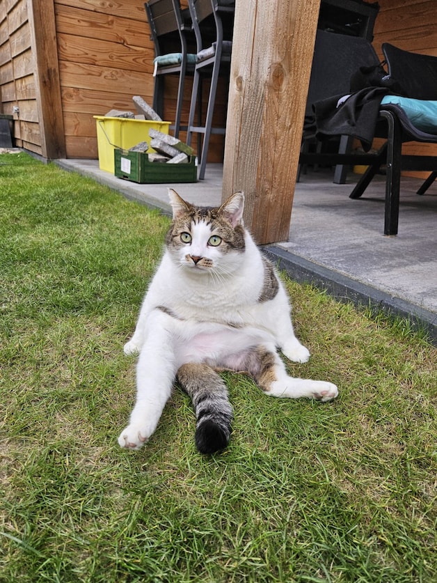 Heb jij Chicko, Snuffie of Wolfie gezien? Deze 4 huisdieren worden in ...