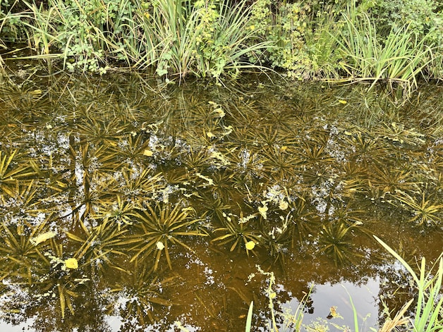 Groene glazenmaker dreigt uit Zuid-Holland te verdwijnen: ‘We kunnen ...