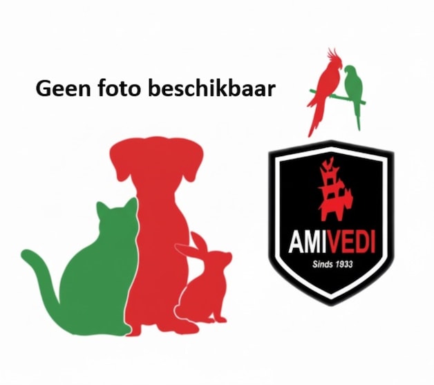 Heb jij Pucka, Toby of Pino gezien? Deze vier huisdieren worden in ...
